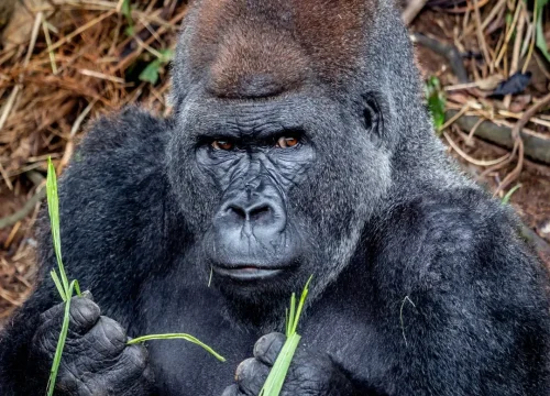 Cheapest place for gorilla trekking