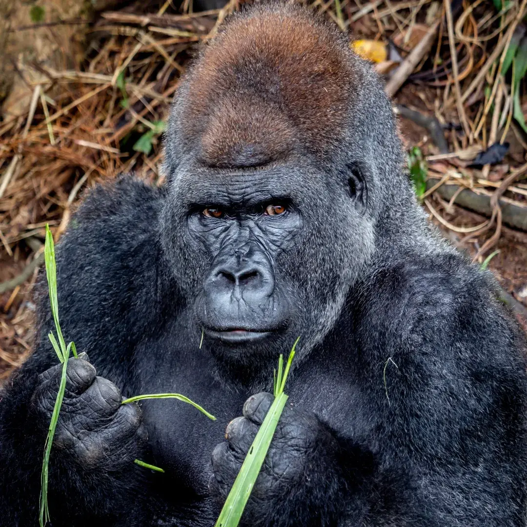 Cheapest Place for Gorilla Trekking