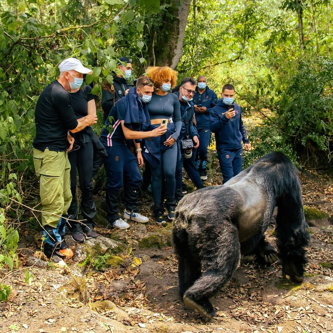 How difficult is gorilla trekking?