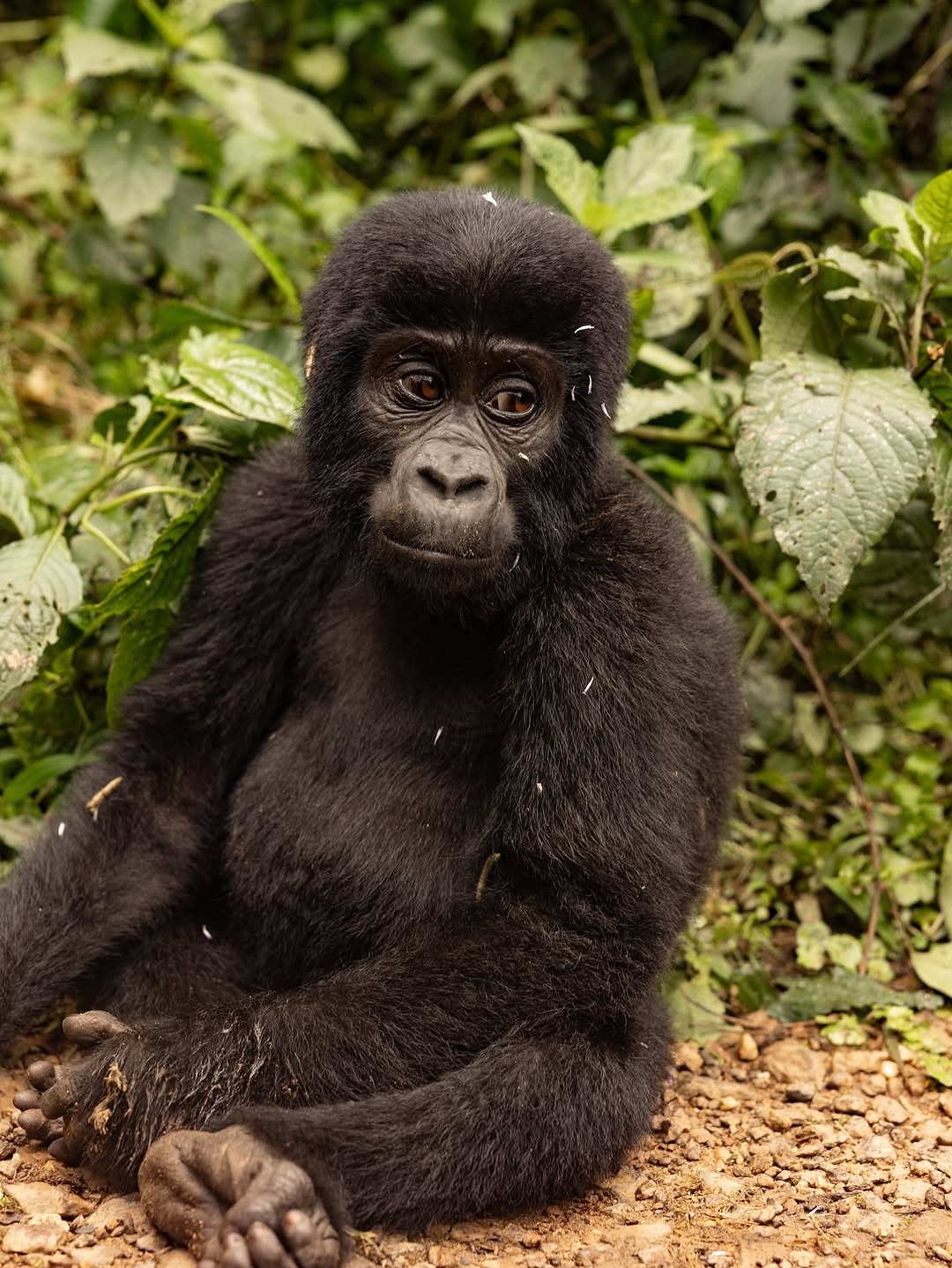How Many Gorillas Are Left in the World?