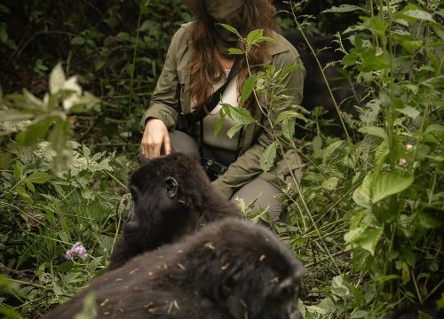 How many gorillas are left in the world?