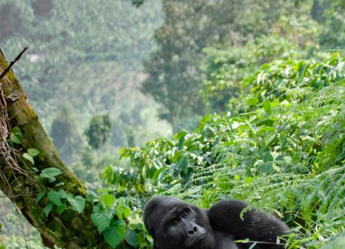 Where can I see mountain gorillas?