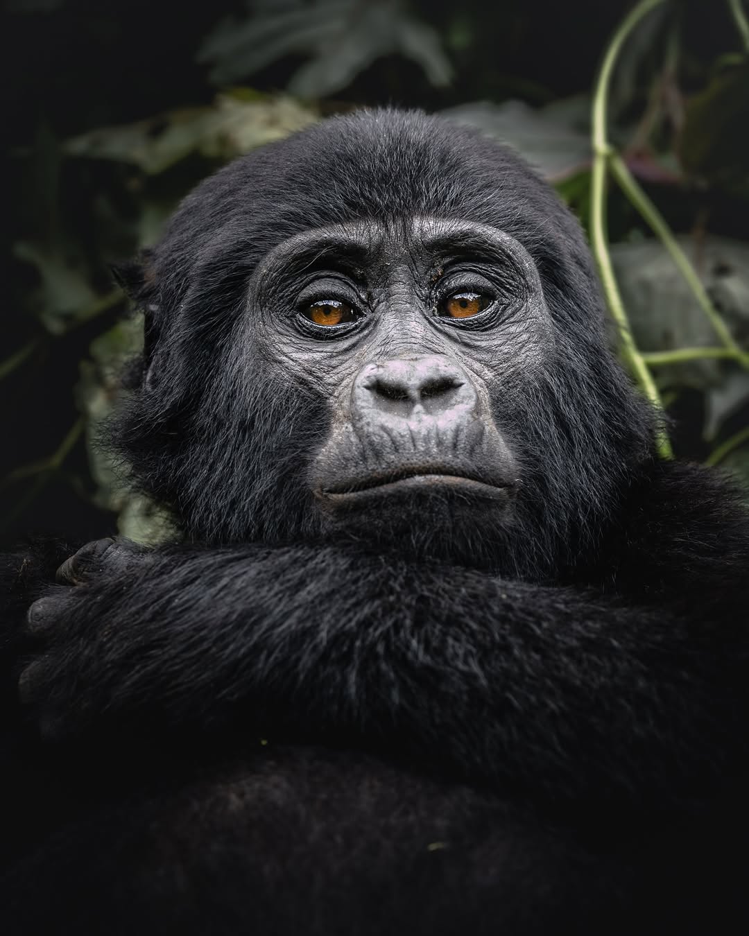 Is gorilla trekking worth it?