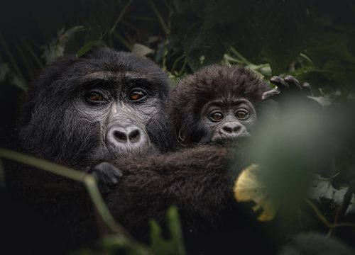 How difficult is gorilla trekking?