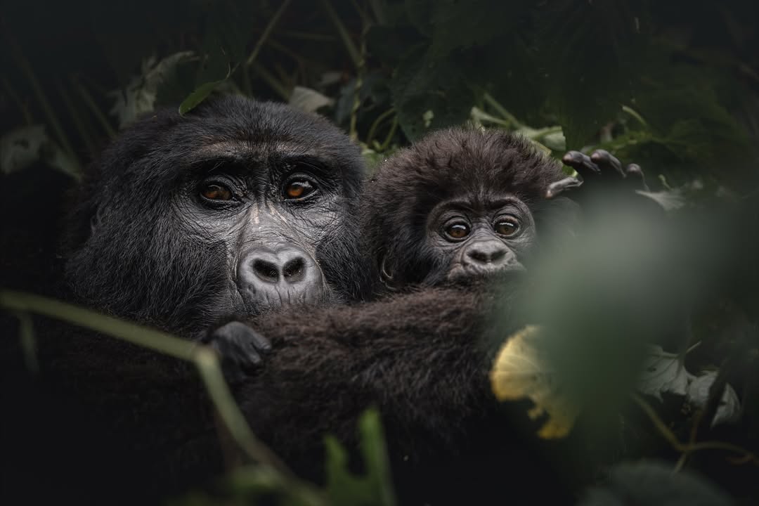How difficult is gorilla trekking?