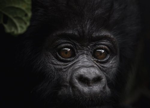 Is gorilla trekking worth it?