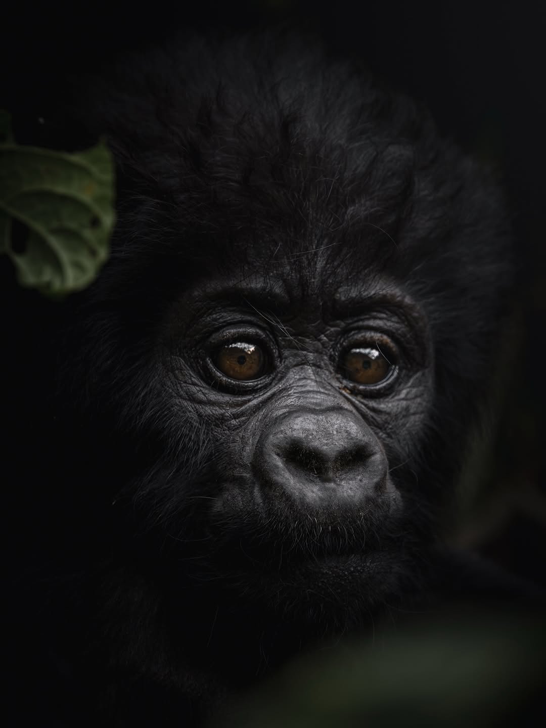 Is gorilla trekking worth it?