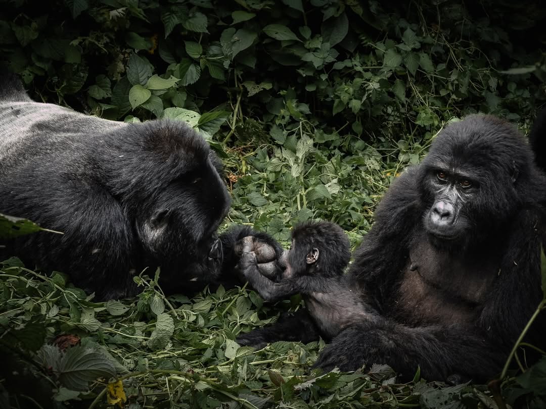 How difficult is gorilla trekking?