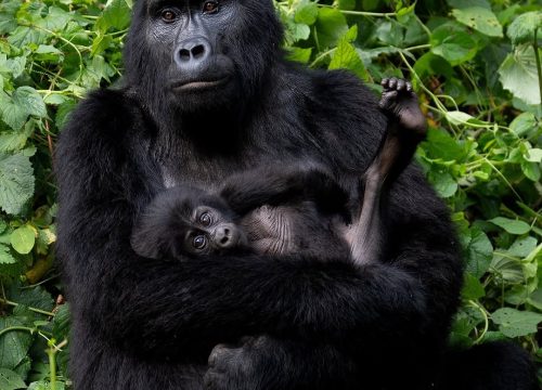 How long does gorilla trekking take?