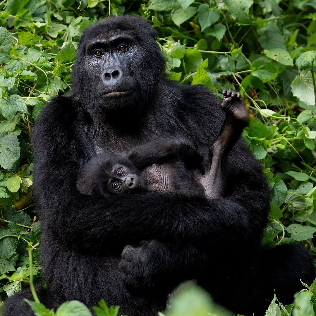How long does gorilla trekking take?