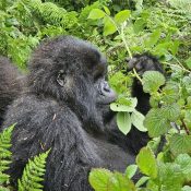 How to Prepare for Gorilla Trekking