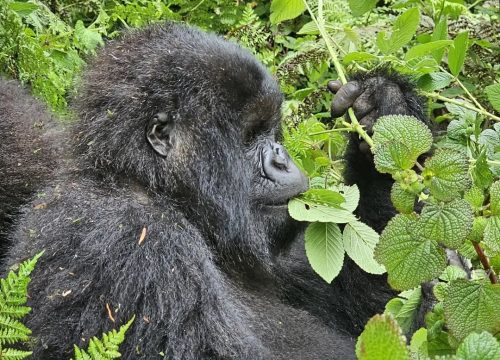 How to Prepare for Gorilla Trekking