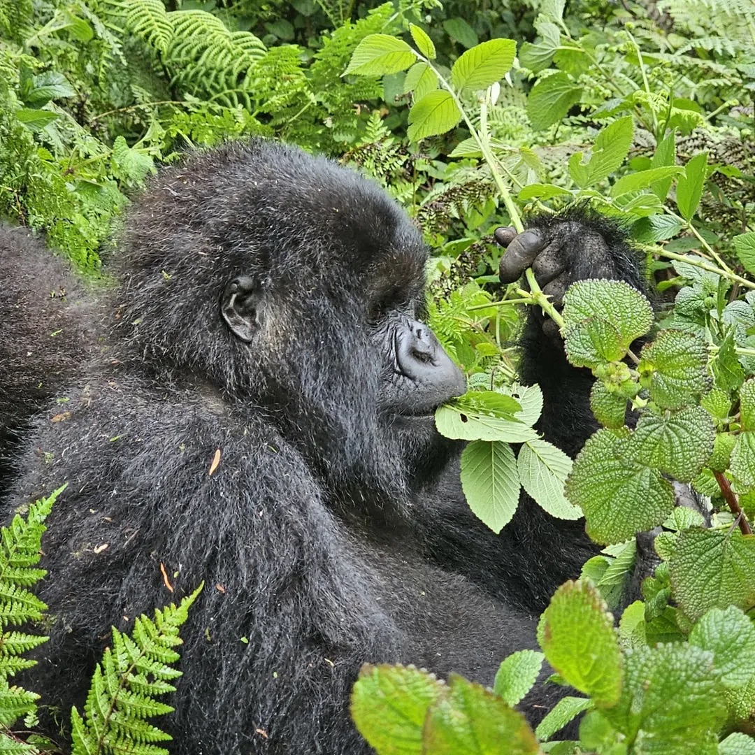 How to Prepare for Gorilla Trekking