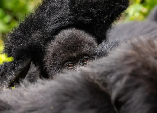 Gorilla trekking in Uganda vs Rwanda