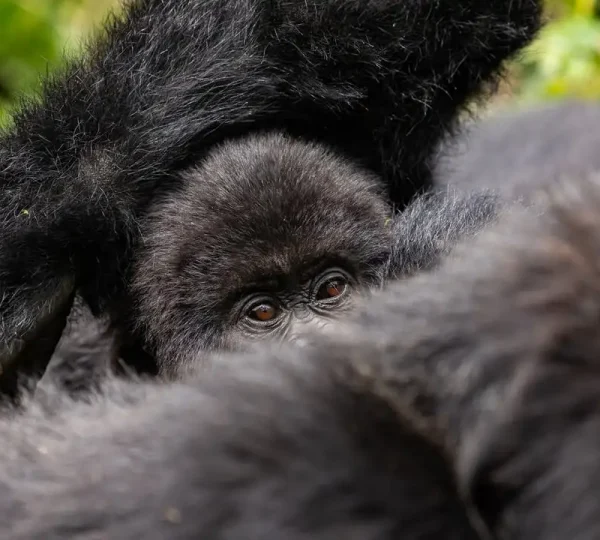 Uganda vs Rwanda Gorilla