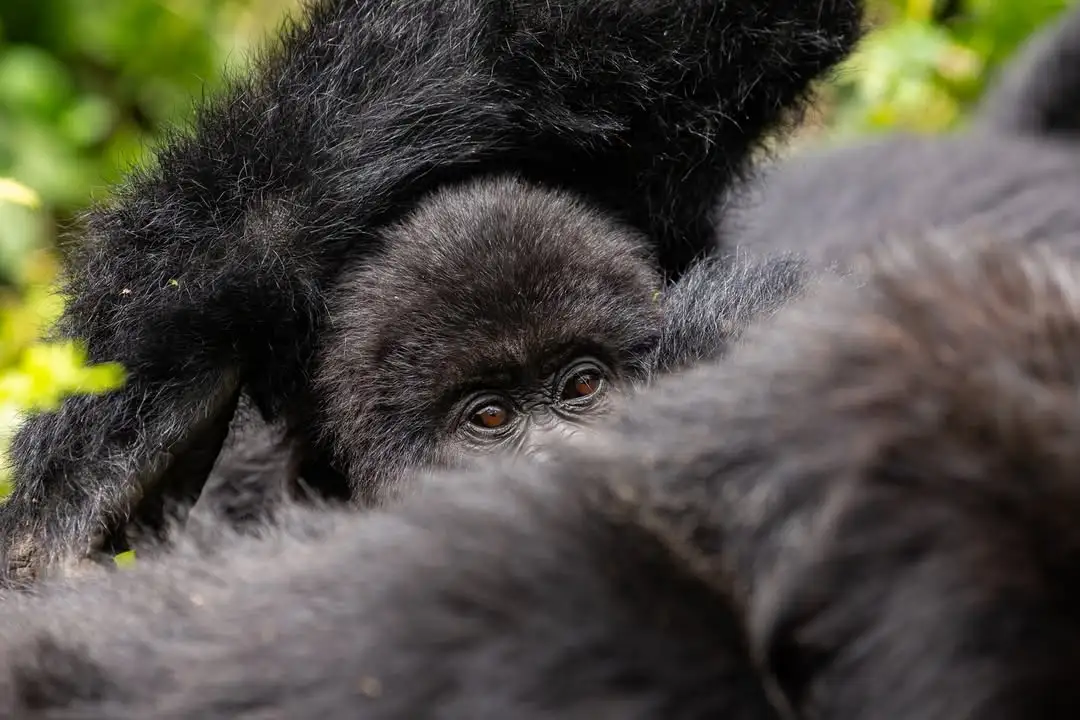 Uganda vs Rwanda Gorilla