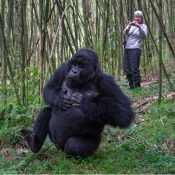 Best time of year for gorilla trekking in Uganda
