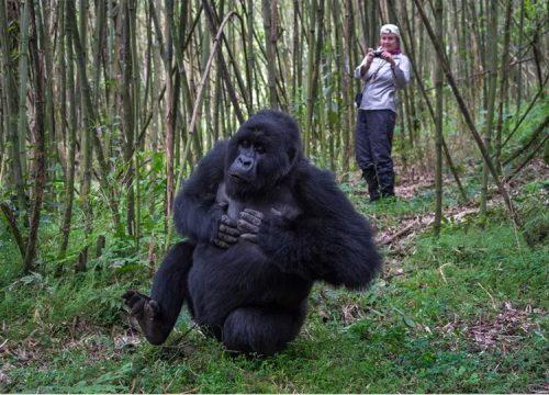 Best time of year for gorilla trekking in Uganda