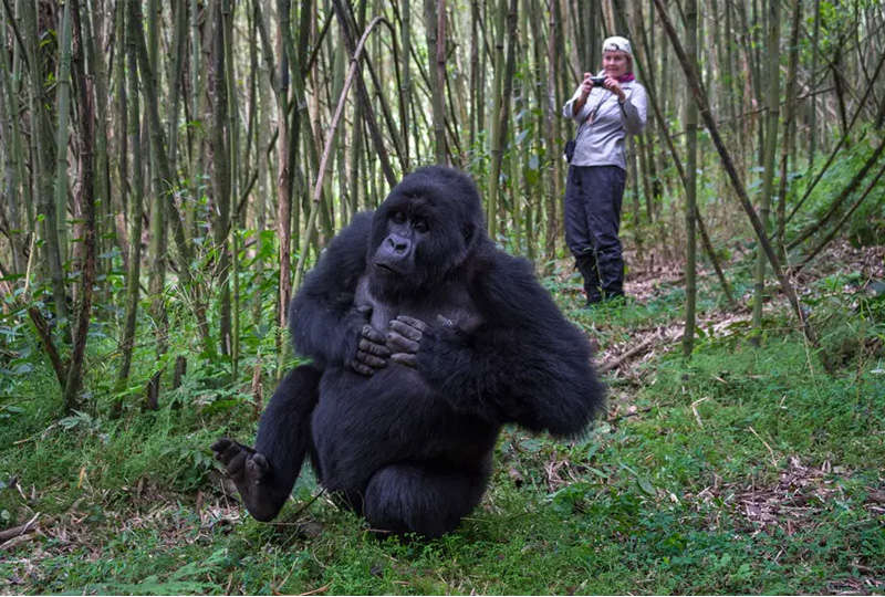 Best time of year for gorilla trekking in Uganda