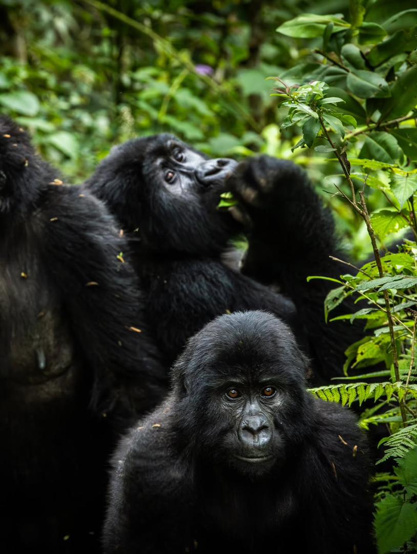 How to Prepare for Gorilla Trekking