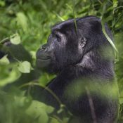 How to get a gorilla trekking permit in Uganda