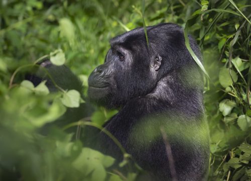 How to get a gorilla trekking permit in Uganda