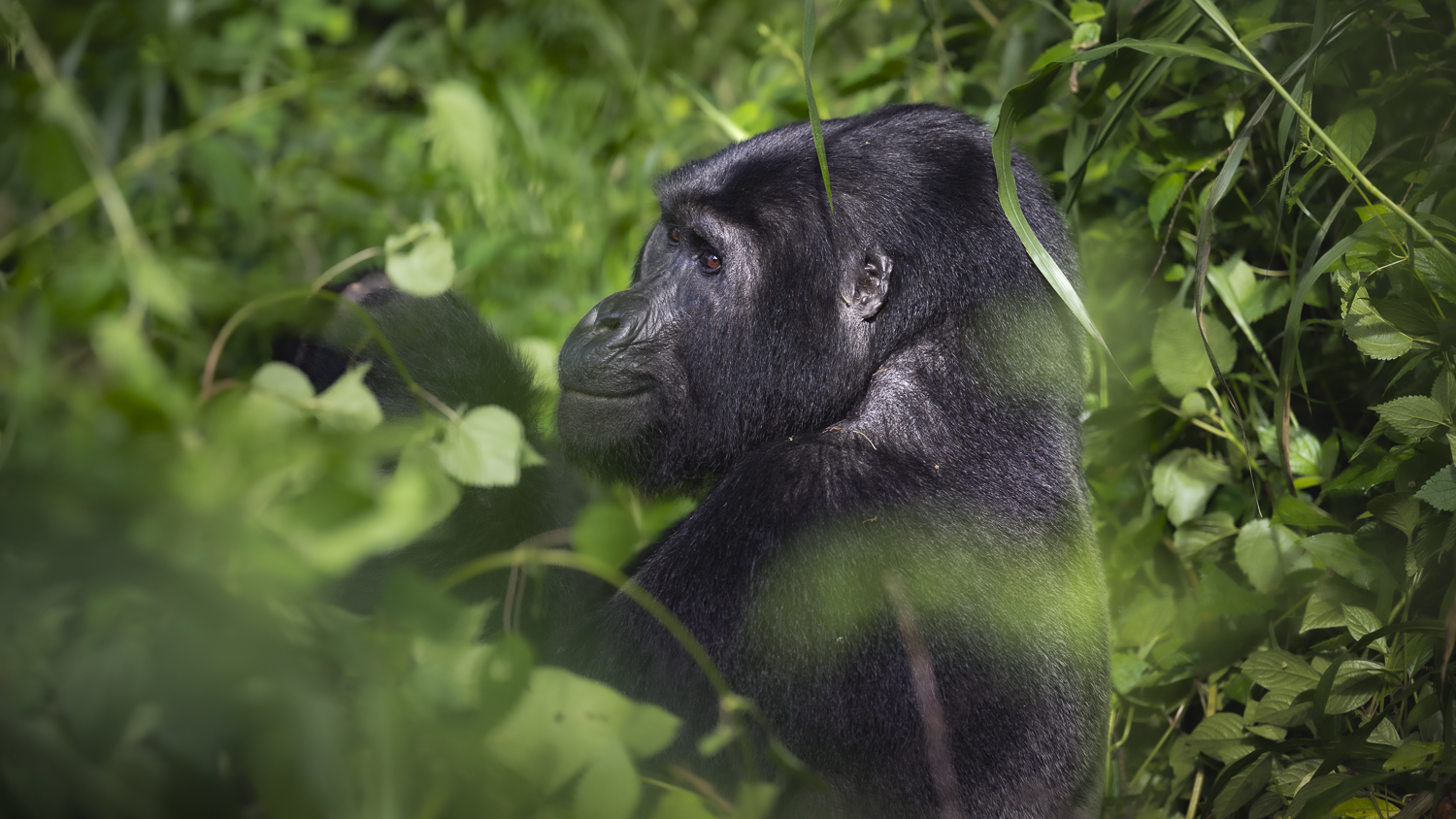 How to get a gorilla trekking permit in Uganda