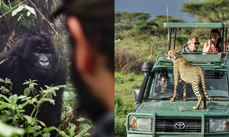 Gorilla Trekking & Safari Combination
