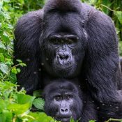 What happens on a gorilla trek?