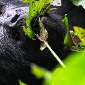 gorilla trekking distance rules