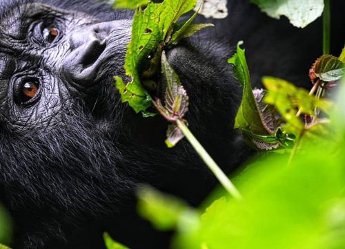 How close can I get to the gorillas?