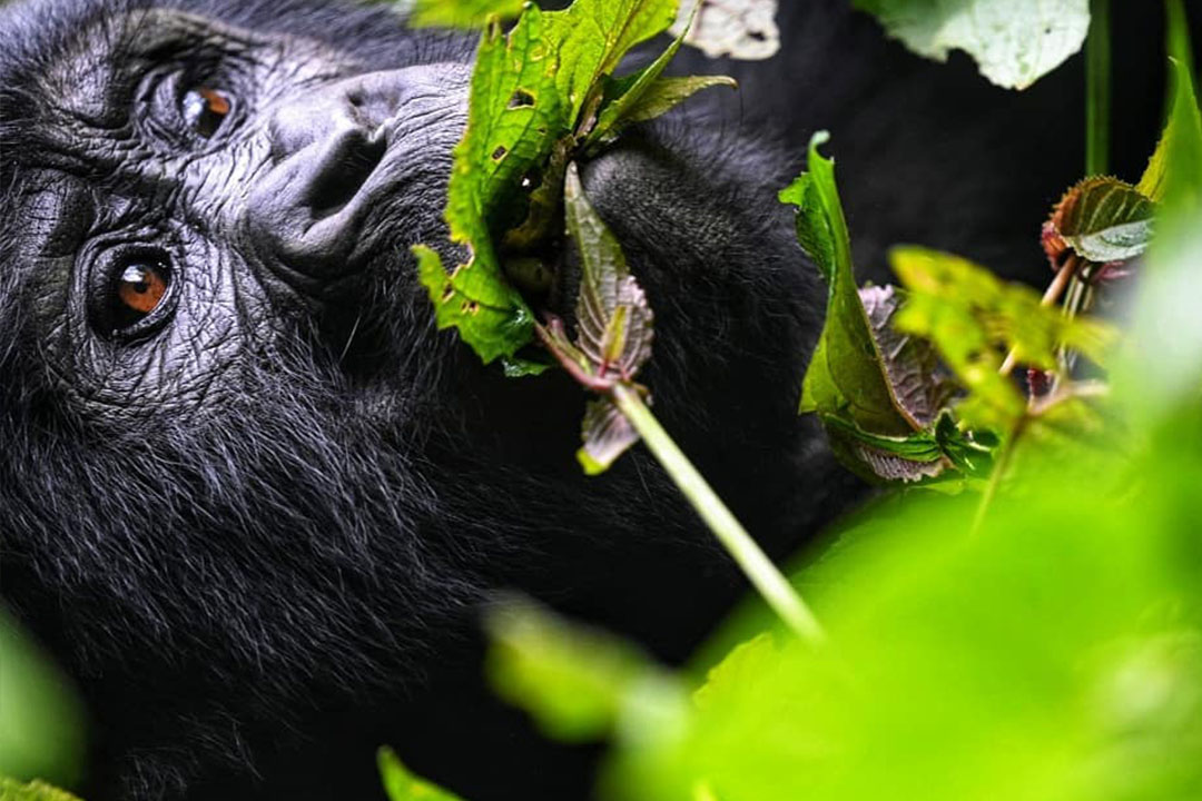 gorilla trekking distance rules