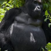 Is Gorilla Trekking Safe?