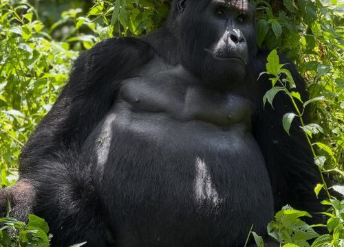 Is gorilla trekking safe?
