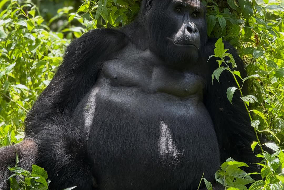 Is Gorilla Trekking Safe?