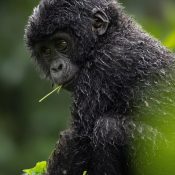 best time to go gorilla trekking