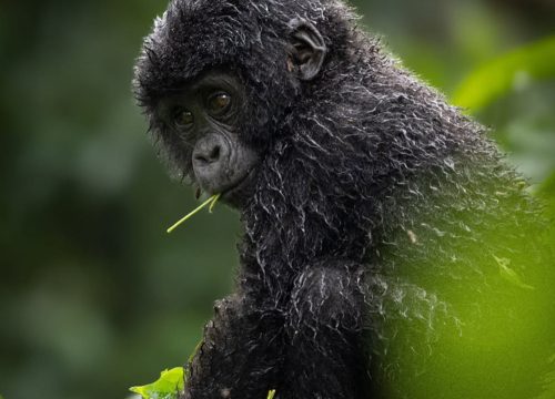 When is the best time to go gorilla trekking?