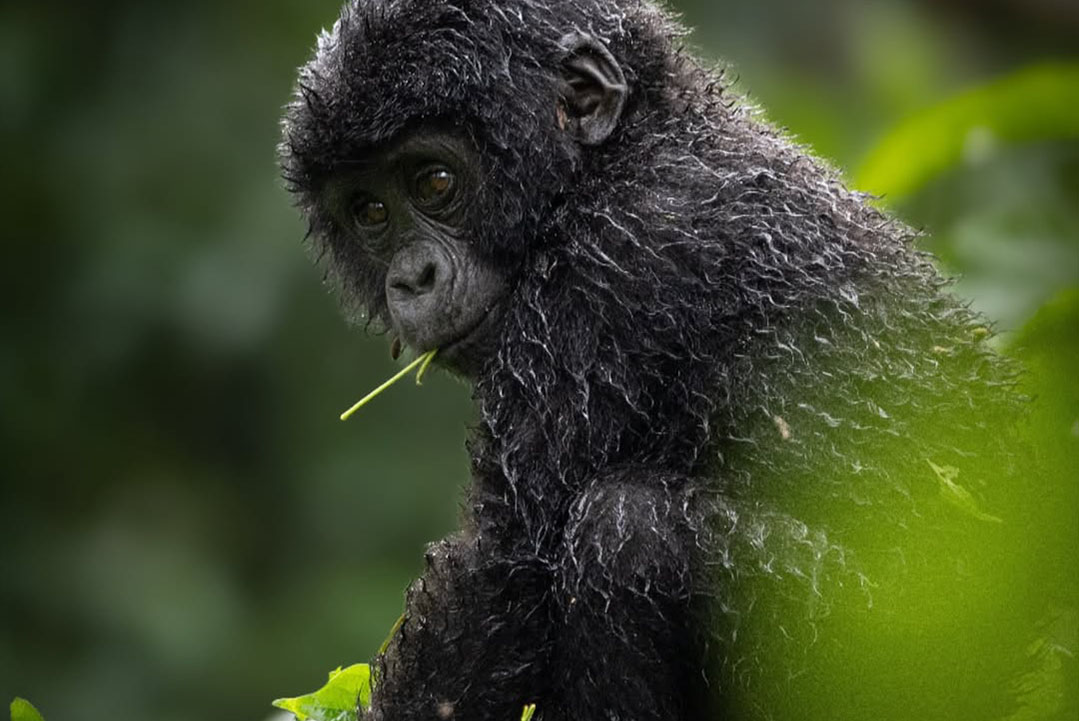 best time to go gorilla trekking