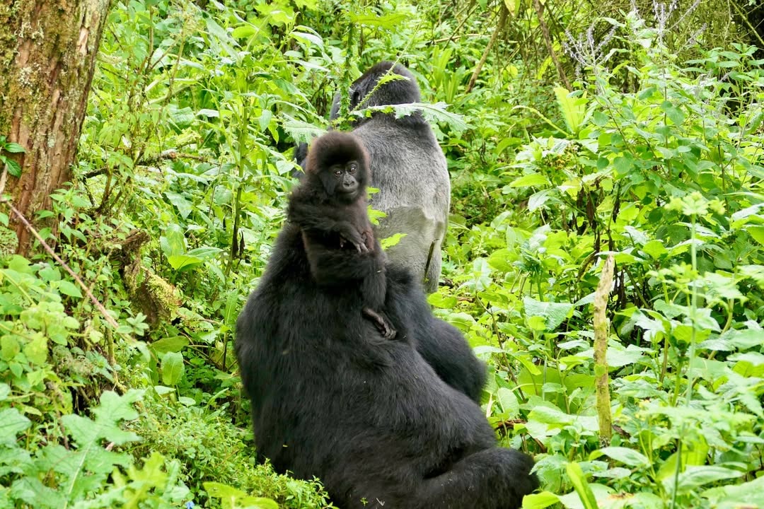 gorilla trekking distance rules