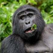 how difficult is gorilla trekking