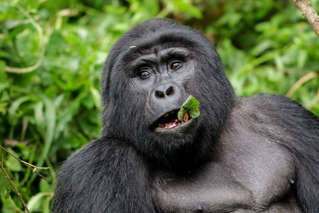 how difficult is gorilla trekking