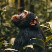 Ngogo Chimpanzee Community