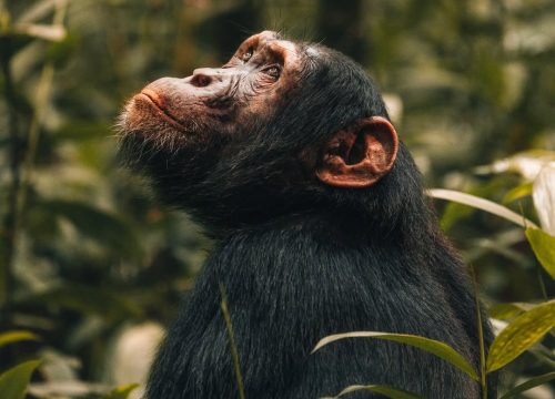 Ngogo Chimpanzee Community