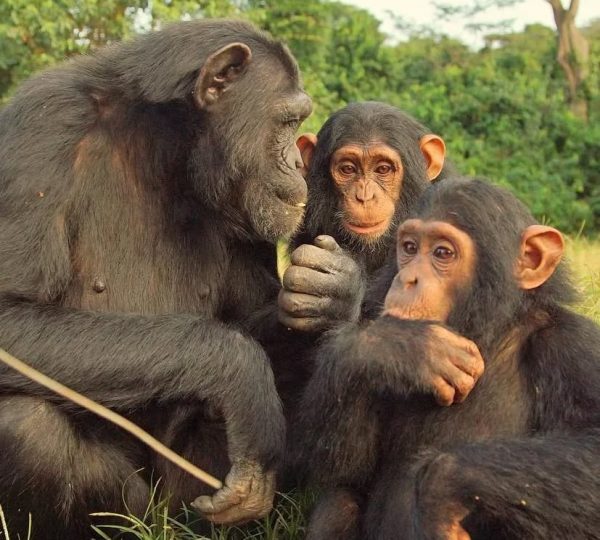 Ngogo Chimpanzee Community