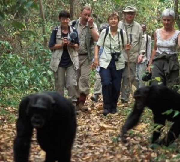 Ngogo Chimpanzee Community in Uganda