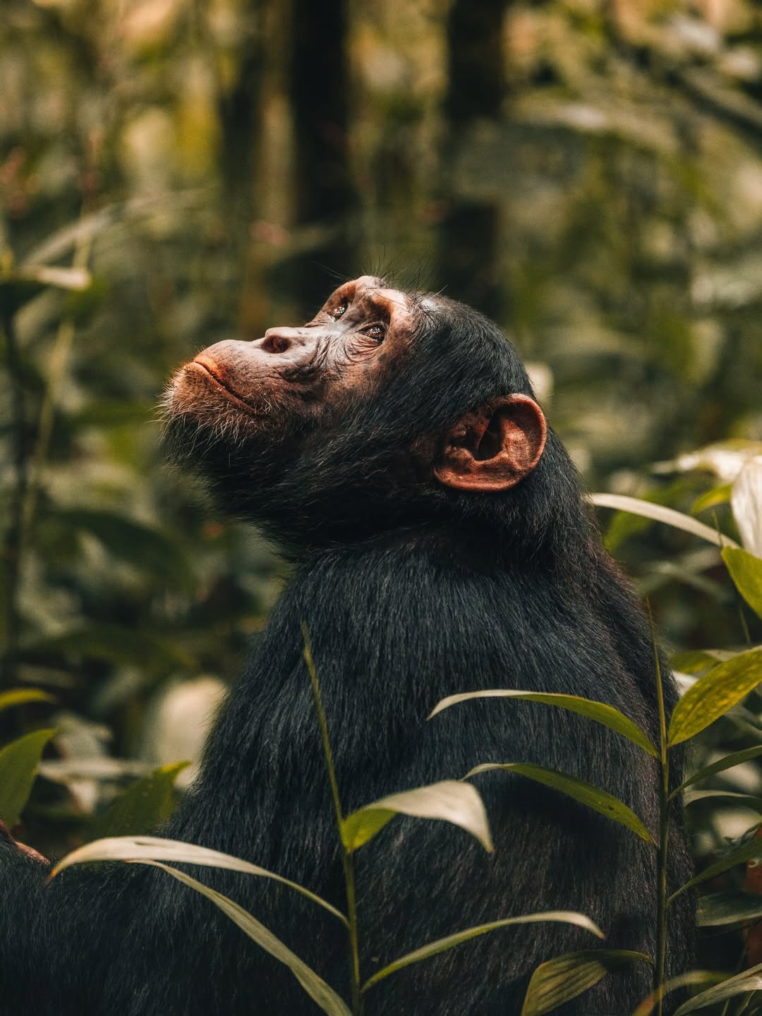 Ngogo Chimpanzee Community