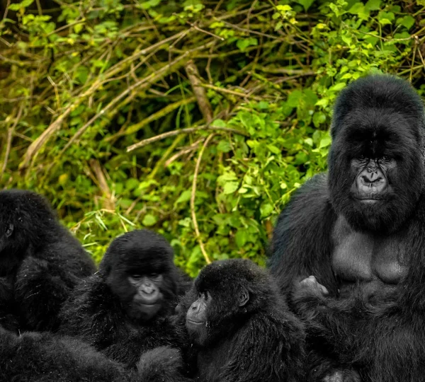 Gorilla Trekking Price in Rwanda