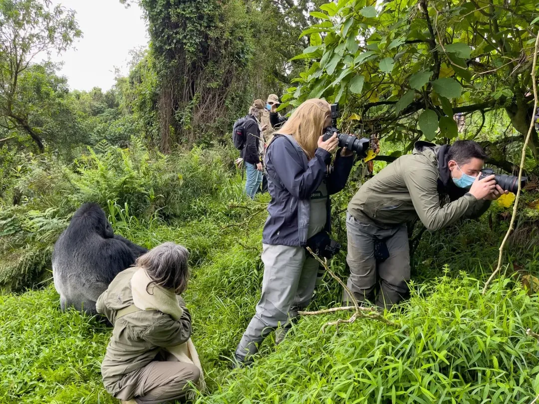 how long can you spend with gorillas
