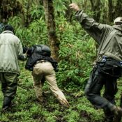 chances of seeing mountain gorillas