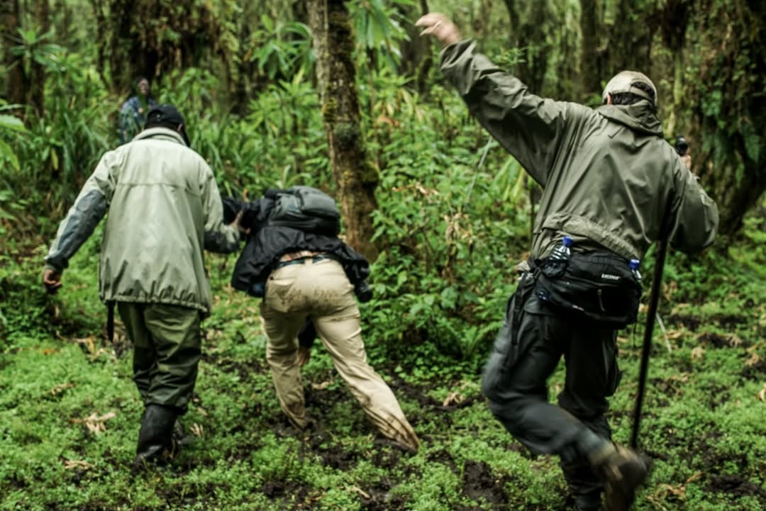 chances of seeing mountain gorillas